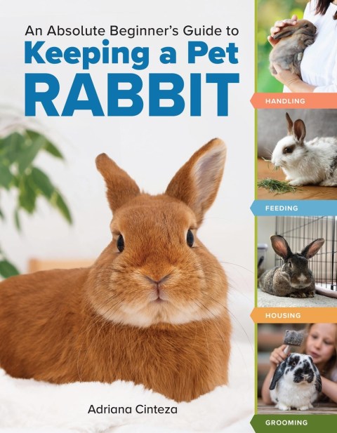 An Absolute Beginner’s Guide to Keeping a Pet Rabbit